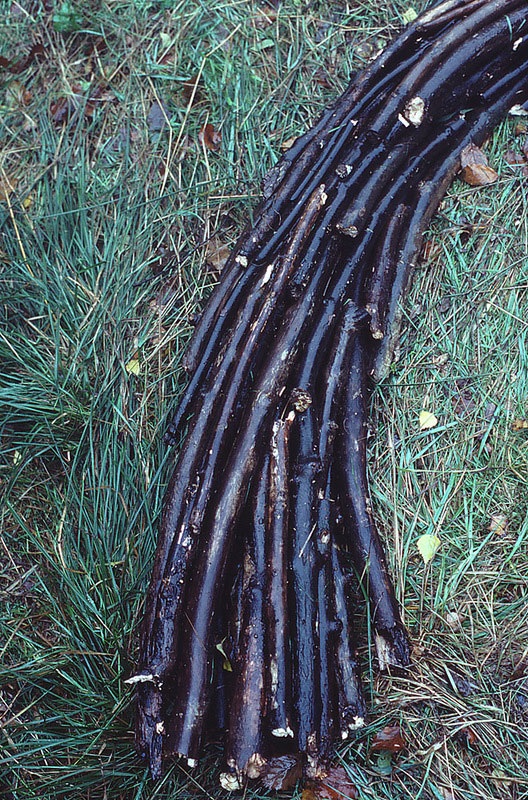 Великий природный художник Энди Голдсуорти