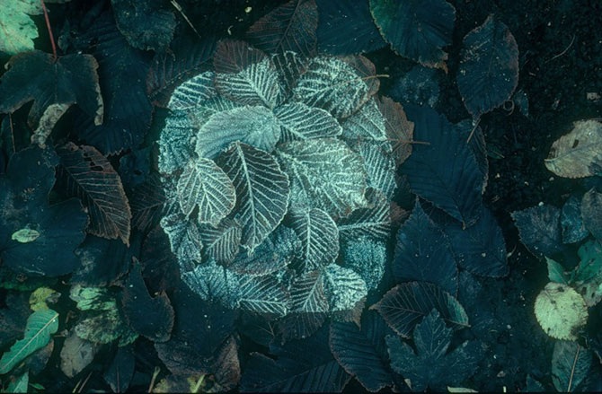 Великий природный художник Энди Голдсуорти