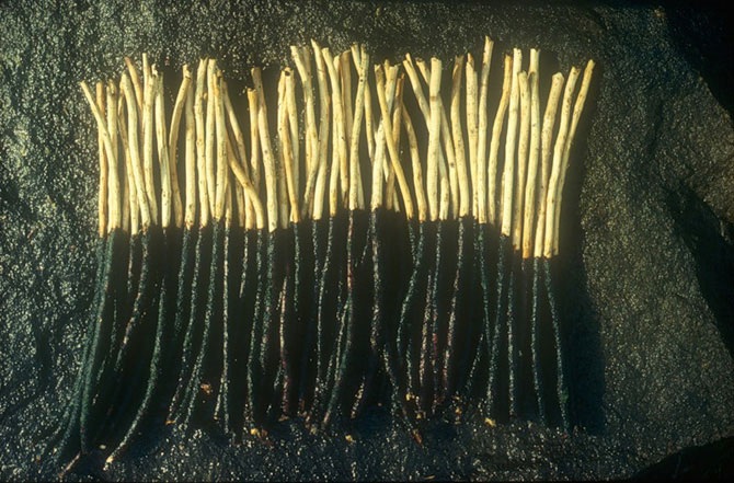 Великий природный художник Энди Голдсуорти