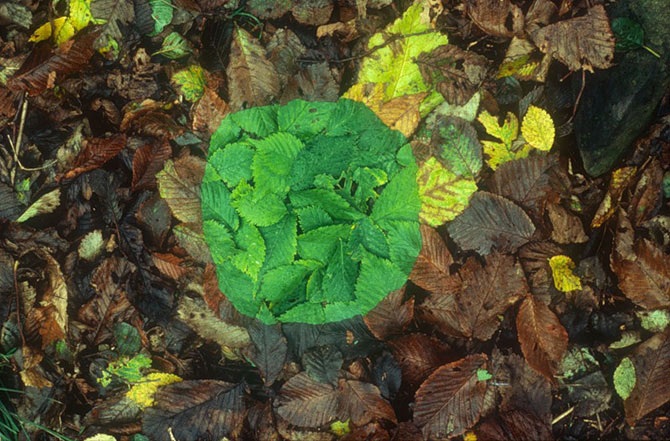 Великий природный художник Энди Голдсуорти