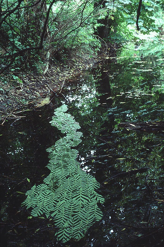 Великий природный художник Энди Голдсуорти