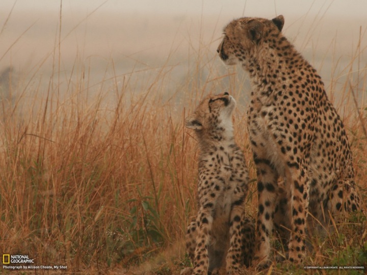 Обои для рабочего стола от National Geographic за сентябрь 2012