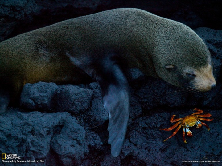 Обои для рабочего стола от National Geographic за сентябрь 2012