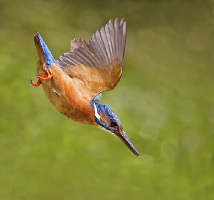 Зимородки в фотографиях Мэлка Брауна