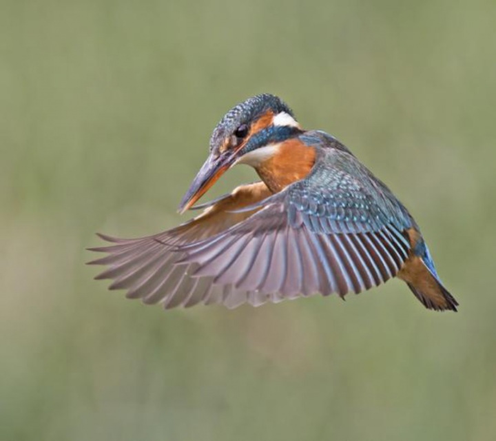 Зимородки в фотографиях Мэлка Брауна