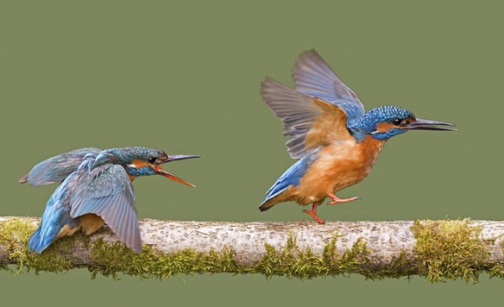 Зимородки в фотографиях Мэлка Брауна