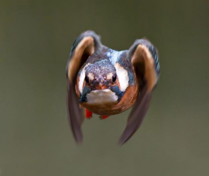 Зимородки в фотографиях Мэлка Брауна