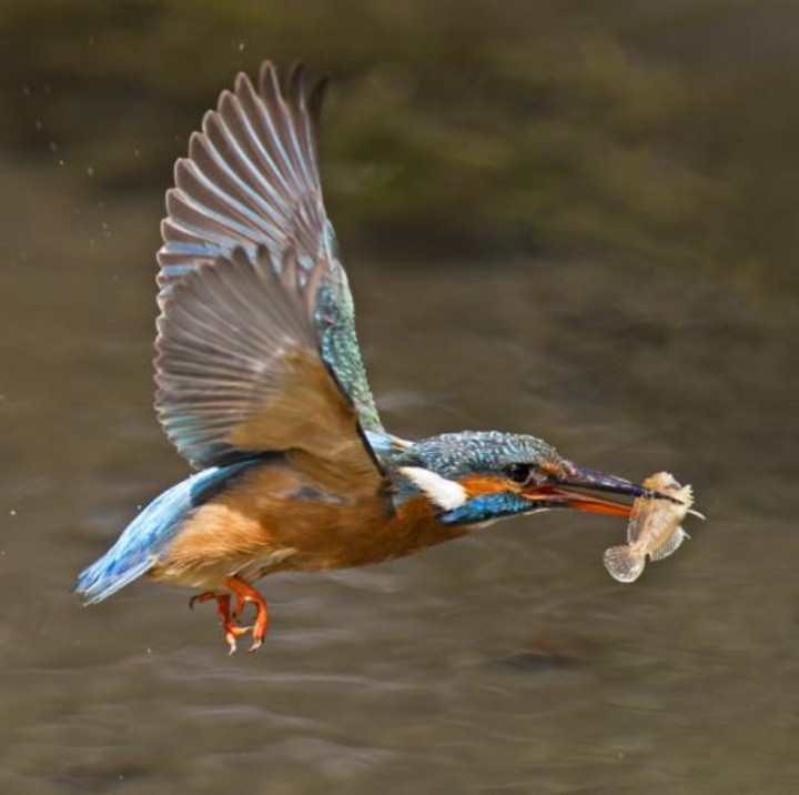 Зимородки в фотографиях Мэлка Брауна