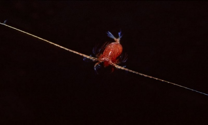 Жители океанских глубин (22 фото)