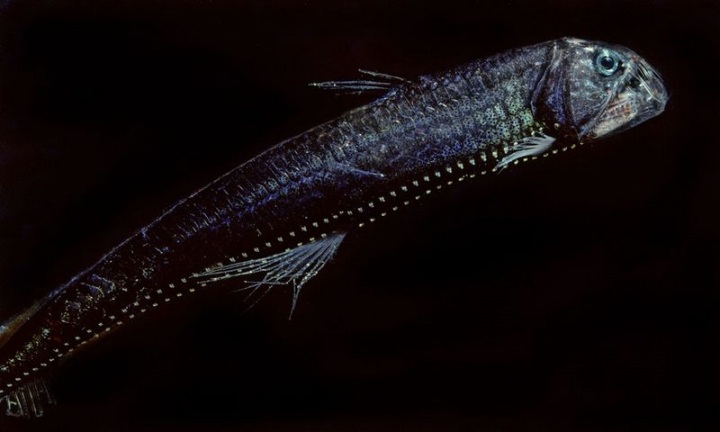 Жители океанских глубин (22 фото)