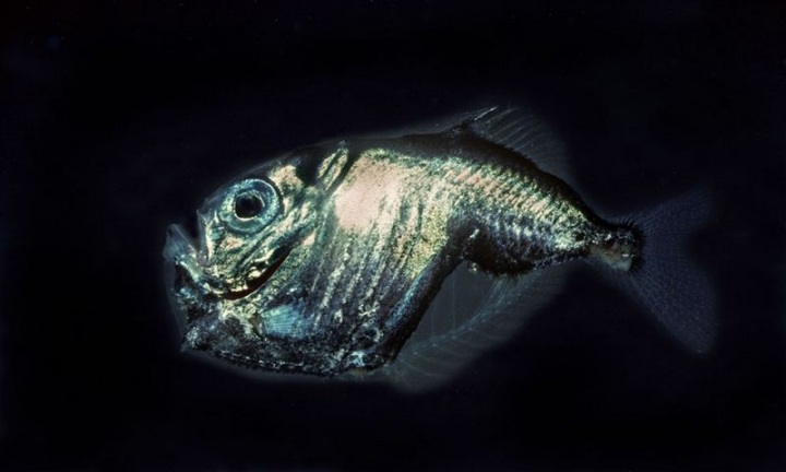 Жители океанских глубин (22 фото)