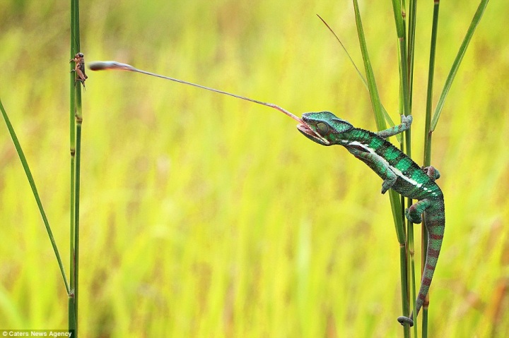 Как обедает хамелеон