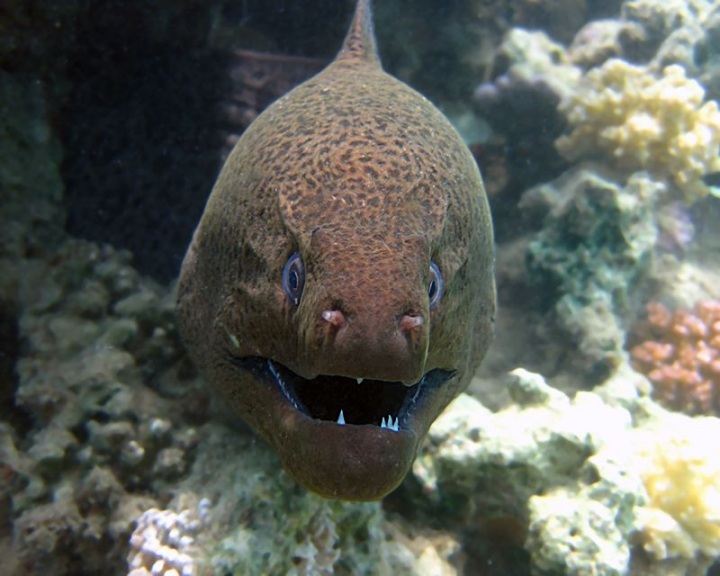 Мурена (48 фото)