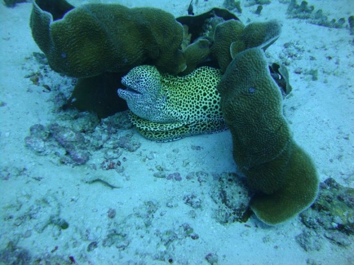 Мурена (48 фото)