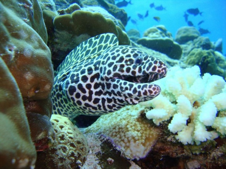 Мурена (48 фото)