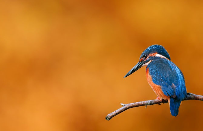 Самые красивые птицы планеты