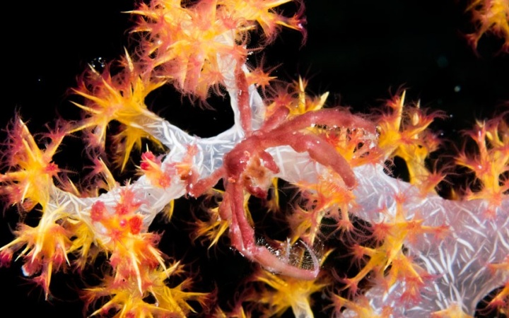 Животный камуфляж мимикрия под окружающую среду