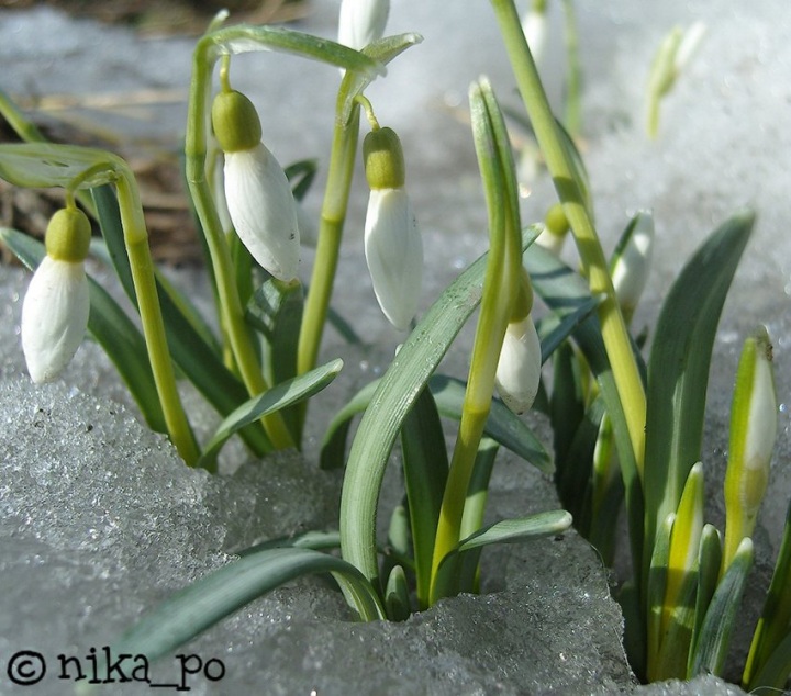 Подснежники из бумаги (17 фото)