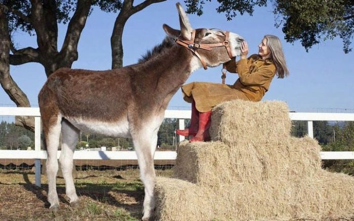 Рекорды Гиннеса 2013 (13 фото)