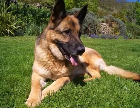 Самые трогательные истории о собачьей преданности (10 фото)