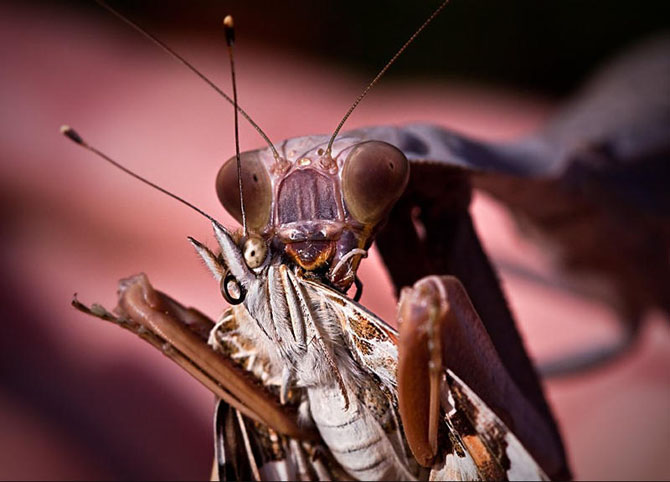 Смертельные объятия богомола