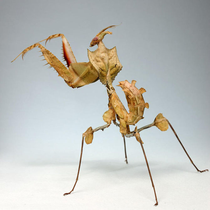 Смертельные объятия богомола