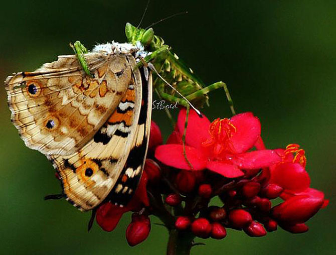 Смертельные объятия богомола