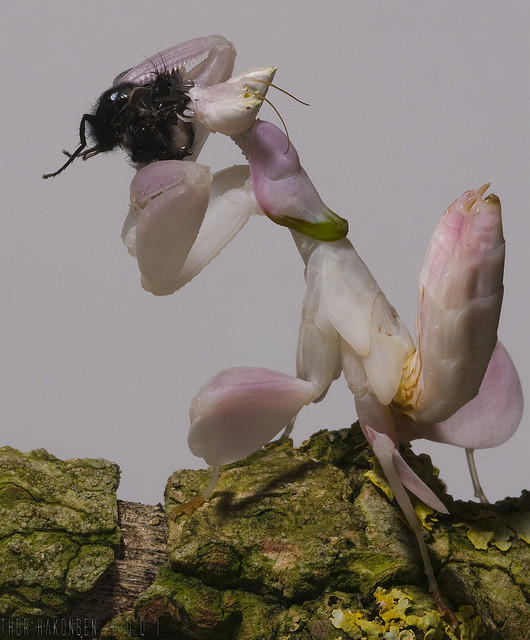 Смертельные объятия богомола