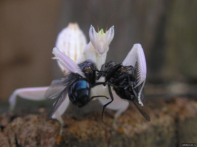 Смертельные объятия богомола