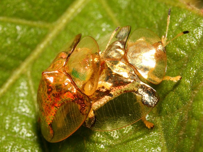 Жук золотая черепаха