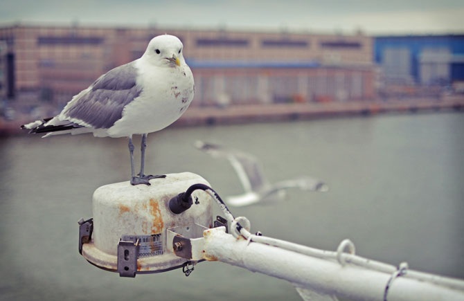 Разгаданная тайна Старого Таллина