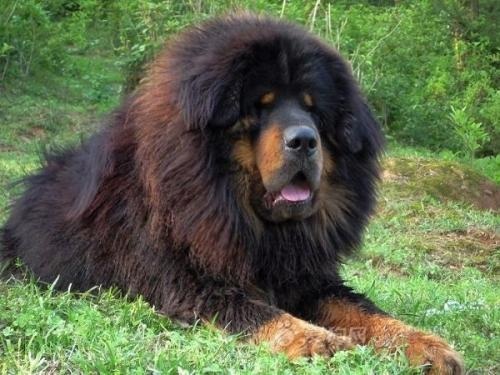 Дорогие домашние животные (10 фото)