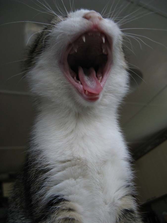 Зевающие животные (24 фото)