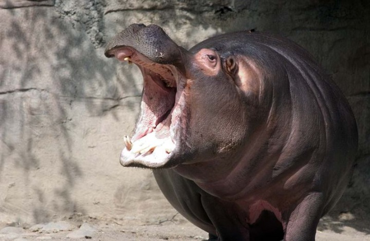 Зевающие животные (24 фото)