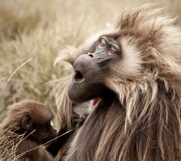 Зевающие животные (24 фото)