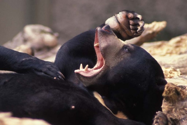 Зевающие животные (24 фото)