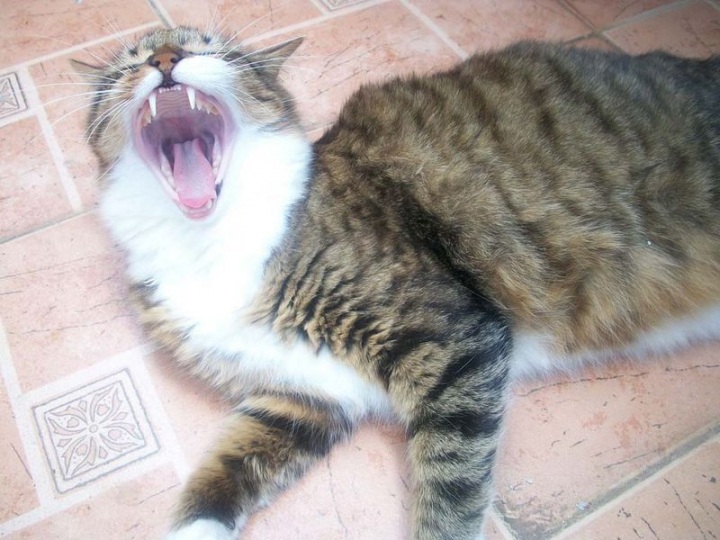 Зевающие животные (24 фото)