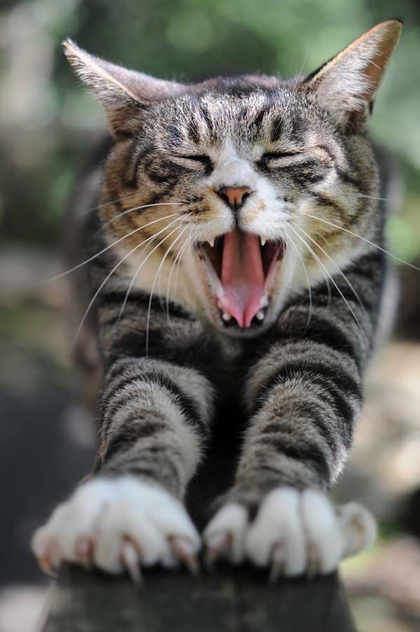 Зевающие животные (24 фото)