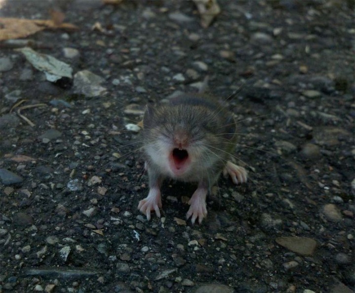 Зевающие животные (24 фото)