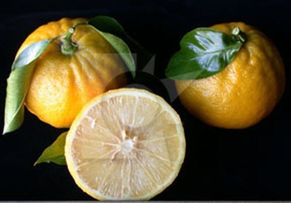 Что представляет собой бергамот (8 фото)