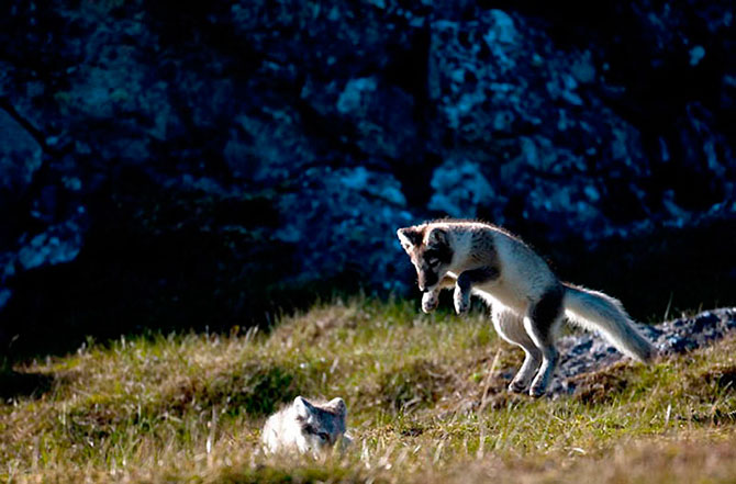 Животные в полете