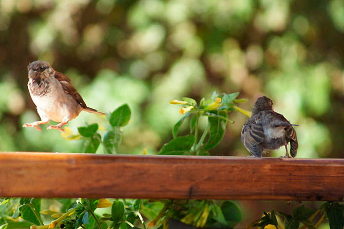 Животные в полете