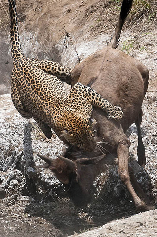 Животные в полете