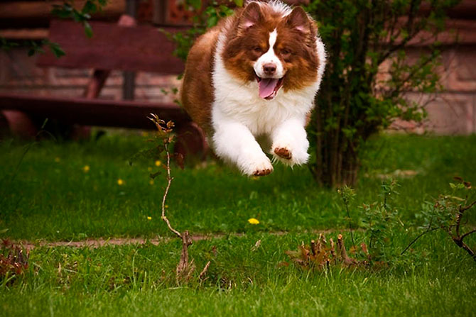 Животные в полете