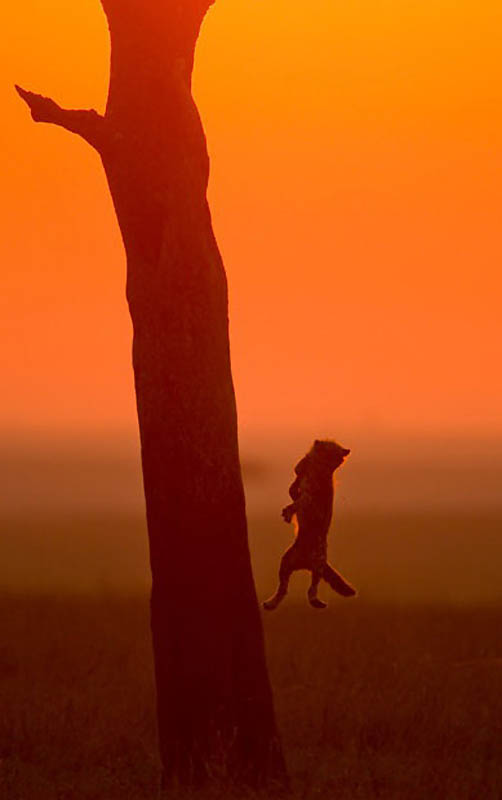 Животные в полете