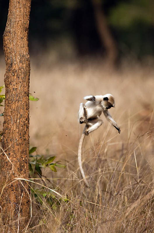 Животные в полете