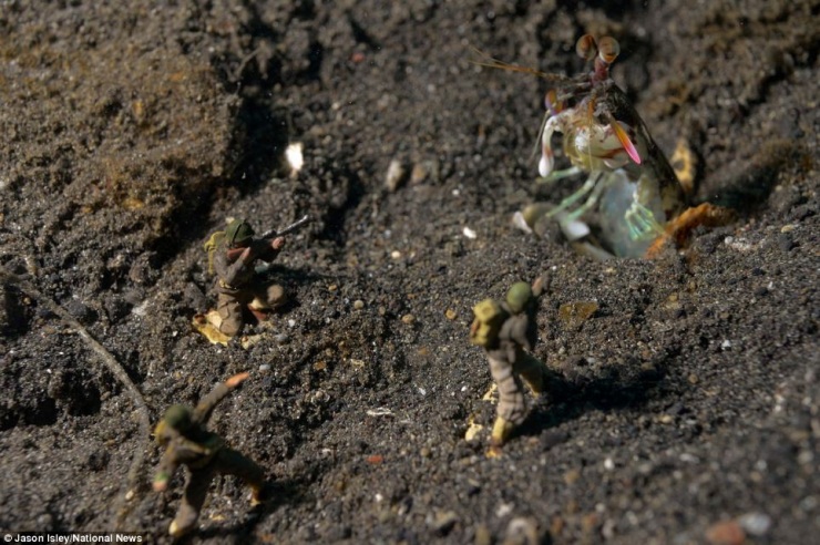 Подводная жизнь игрушек