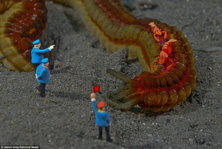 Подводная жизнь игрушек