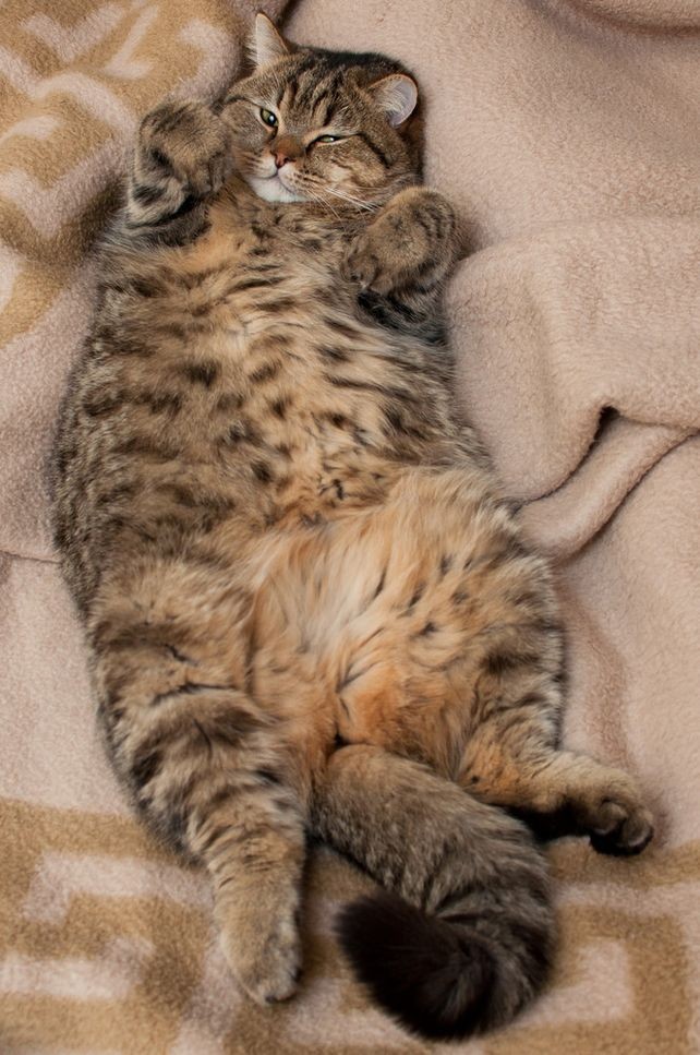 Фотограф и его коты
