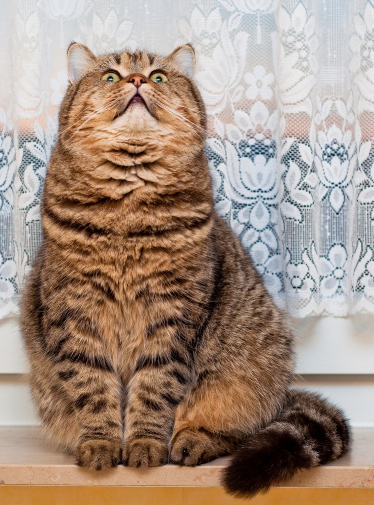 Фотограф и его коты